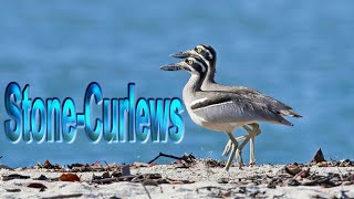 Stone curlews  Docmentary [upl. by Astred]