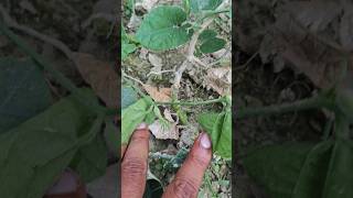 Fusarium wilt in Patal  परवल का पौधा में सूखने का बीमारी । villagelife biharagriculture farmer [upl. by Rehpotsirhc]