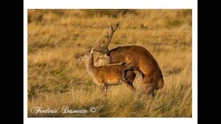 Best Deer MarkingampMating video For Everzoology [upl. by Kassab]