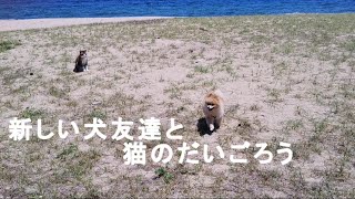 だいまろ 犬が大好き、猫のだいごろう Vlog019 [upl. by Sidney]