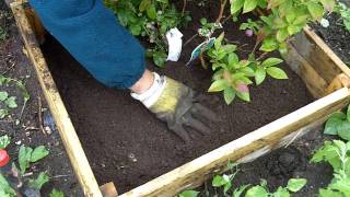 Adding ericaceous compost to blueberries [upl. by Lida]