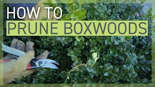 How to Prune Your Boxwoods [upl. by Adihaj]