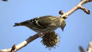 LugreCarduelis spinus Fêmea [upl. by Yessak927]