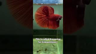 Betta Grooming SECRETS For Winning Competitions [upl. by Janet98]