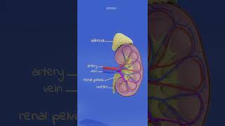 kidney anatomy and physiology animation humananatomy anatomy biology humanorgansystem [upl. by Meerek]