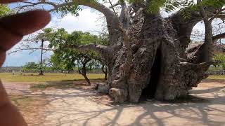 Delft Island Baobab tree SriLanka [upl. by Yleme]