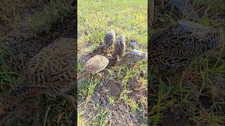 Blackfrancolin Chicks Feeding  shorts viral pets teetar Partridges [upl. by Ervin]