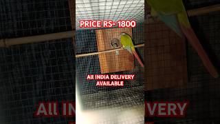 Pineapple conure price birdsprice birds birdsshop petcage exoticbirdsshop parrot birdsmarket [upl. by Valtin]