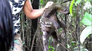 Three toed sloth Bail Amazon River Iquitos [upl. by Stanislaw]