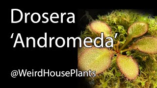 Drosera Andromeda Plant Care [upl. by Kcoj233]