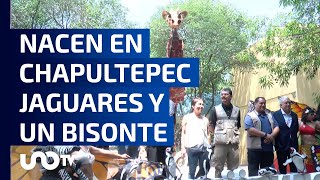 ¡El zoológico de Chapultepec cumple 101 años y los festeja con nuevos inquilinos [upl. by Swartz]