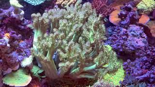 Neon green capnella tree coral [upl. by Aniram]