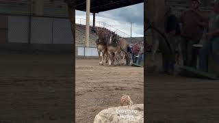 Easy peasy at 5500 lbs horse belgiandrafthorse drafthorses pulls [upl. by Wing611]