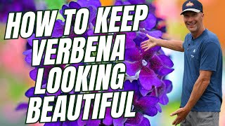 How to Keep Verbena Looking Great All Summer [upl. by Banyaz383]