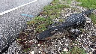 Someone Ran Over My Guard Alligator 2024 [upl. by Lillith614]