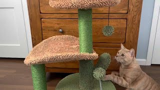 Cactus Cat Tree 32 Inches Cat Tower with Sisal Covered Cat Scratching Post [upl. by Zilla]