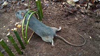 Set up simple squirrel trap and comfortable [upl. by Olva]