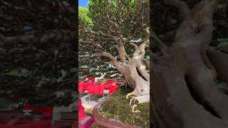 Inspirasi Bonsai Super Penataan Ranting Yang Sempurna  Mr Romeo Antipuesto [upl. by Ysnil]