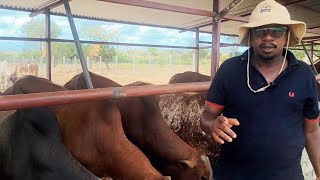 How to feed 1200 cattle yr in a dry areacattle feedlot [upl. by Melodie]