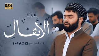 سورة الأنفال كاملة بيشةوا قادر الكردي 2022Beautiful Reciter quran surah Al Anfal By Peshawa Kurdi [upl. by Ika]