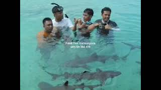 Paket Wisata Karimunjawa [upl. by Ahsilem]