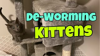 Deworming Kittens [upl. by Enybor]