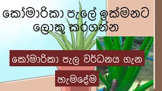 කෝමාරිකා පැලේ ලොකුකරගන්නෙ කොහොමද how to grow up aloevera [upl. by Winne]