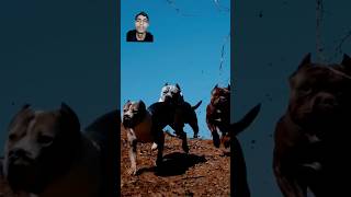 Ine teen dog breed mein se Kaun jitega 🐕🐕🐕 dog pitbull bostonterrier adorabledog viralvideo [upl. by Pollock]