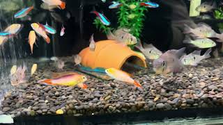 Apistogramma Agassizii Fire Gold vs Fire Red 20 [upl. by Atrahc503]