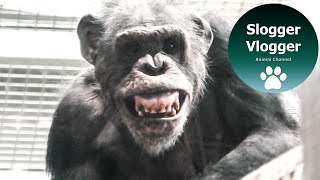 Chimpanzee Flynn Screaming At Jambo [upl. by Bunde]