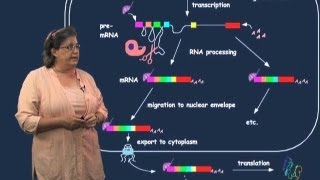 Exons and introns  Melissa Moore U MassHHMI [upl. by Bauske963]