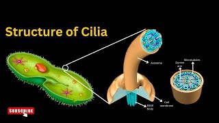 Cilia structure and functions EXPLAINED Unveiling the Marvels of Cilia Cilia structure histology [upl. by Favianus520]