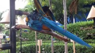 Blue macaws mating [upl. by Yelahc]