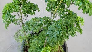 Polyscias Guilfoylei and Fruticosa in the same Pot [upl. by Giuliana]