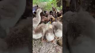 Little lion headed goose and feeding Part660 Goose Nature duck chicken [upl. by Lyram]