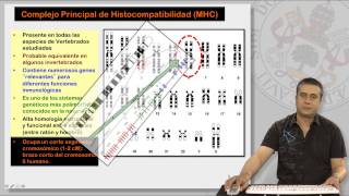 91 EL COMPLEJO PRINCIPAL DE HISTOCOMPATIBILIDAD I [upl. by Ashien514]