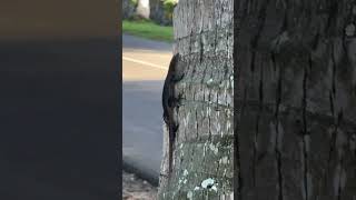 Watching a Samoan skink climb lizard reptiles animals nature samoa skink 685 chogm [upl. by Lougheed]