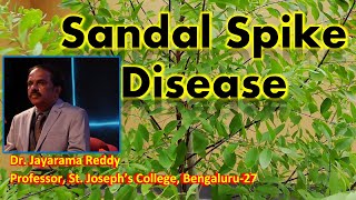 Sandal Spike Disease  Phytoplasma  Dr Jayarama Reddy  St Josephs College  Sandalwood [upl. by Lamrert]