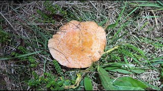 Lactarius deliciosus October 27 2024 [upl. by Tedric87]