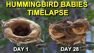 Allens Hummingbird Babies from Hatching to Fledging the Nest [upl. by Dymoke]