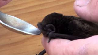 Ashthe baby bat [upl. by Naud]