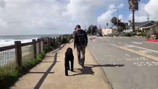 Giant Schnoodle Archie Central Coast OffLeash K9 Training [upl. by Ahsait]