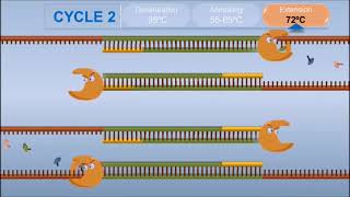 Polymerase Chain Reaction PCR [upl. by Culberson]