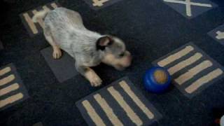 Connor  8 week old Blue Heeler Pup [upl. by Nyroc]