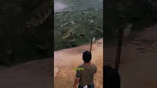 Crocodile Feeding Gone Wrong Unexpected Attack shorts [upl. by Schultz]