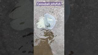 Cannonball jellyfish do not commonly sting humans [upl. by Koball]