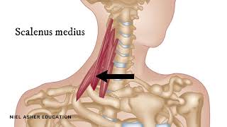 How To Find Trigger Points  Scalene Muscles [upl. by Nivart]