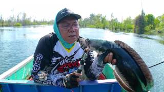 MANCING MANIA  PESTA TOMAN DI BERBAK 9717 31 [upl. by Assyral526]