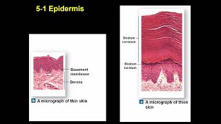 Integumentary System [upl. by Jacoba447]