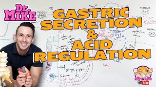 Gastric Secretion and Acid Regulation [upl. by Sands]